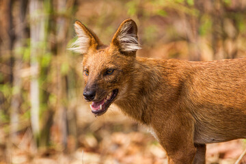 Dhole or Indian Wild Dog standing alongside the road resting after a failed hunt in Tadoba National Park, India