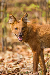 Dhole or Indian Wild Dog standing alongside the road resting after a failed hunt in Tadoba National Park, India