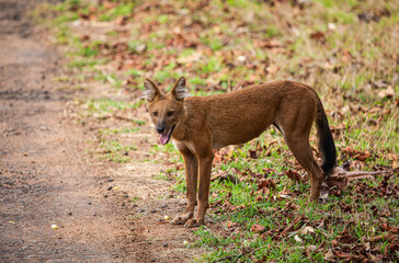 Dhole or Indian Wild Dog standing alongside the road resting after a failed hunt in Tadoba National Park, India