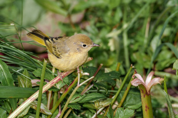 Yellow Warbler (Dendroica petechia) female at Chowiet Island, Semidi Islands, Alaska, USA