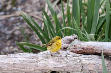 Yellow Warbler (Dendroica petechia) male at Chowiet Island, Semidi Islands, Alaska, USA