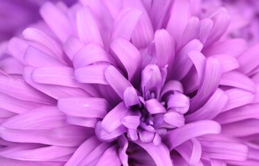 Fototapeta premium Aster flower violet petals closeup for macro floral background, violet flower background, beautiful abstract background.