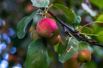 apples on tree