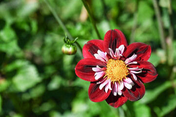 jardin fleur flore couleur loisir rouge © J-L Flémal - BE