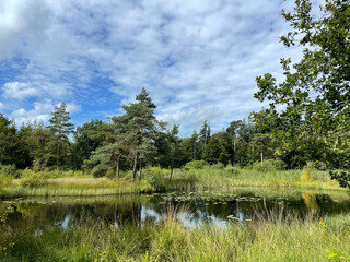 Obraz na płótnie Canvas Pond and forest around Wijnjewoude