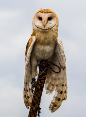 horned owl