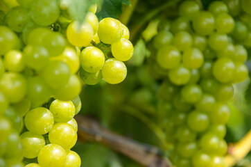White wine: Vine with grapes just before harvest, Sauvignon Blanc grapevine in an old vineyard near a winery