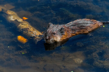 wild boar in the water