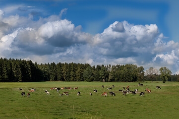 Rinderherde auf der Weide