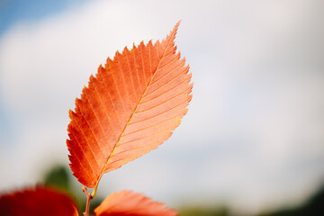 Fototapeta na wymiar Autumn leaves on the tree. Season of colorful foliage.