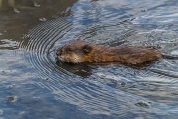 otter in a pond