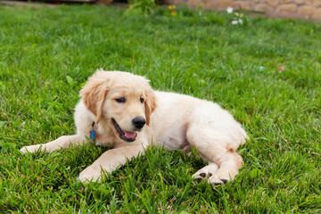 Happy Golden retriever is lying in the green grass backyard.