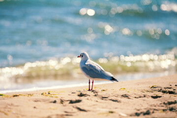 Seagull on the seashore on a sunny day