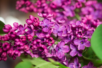 Naklejka na ściany i meble Purple lilac flowers as background. Spring background 