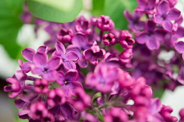 Purple lilac flowers as background. Spring background	