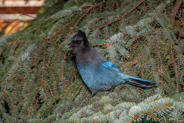 Steller’s Jay (Cyanocitta stelleri) in coniferous forest, Anchorage, Alaska, USA