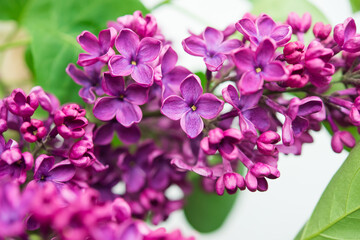 Obraz premium Purple lilac flowers as background. Spring background 