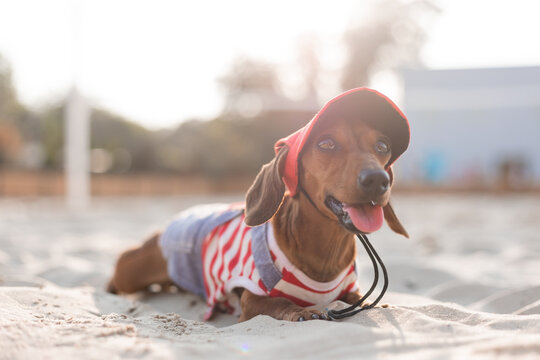 Dwarf dachshund in a striped dog jumpsuit and a red cap is sunbathing on a sandy beach. Dog traveler, blogger, travelblogger. Dog enjoys a walk in the fresh air outdoors. High quality photo