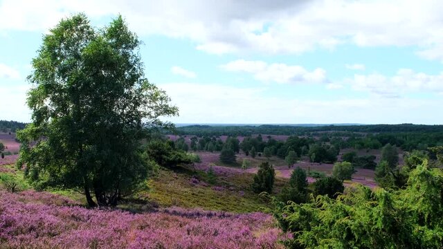 Blooming heathland flowers moving in the wind at luneburg heath.