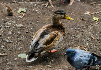 duck