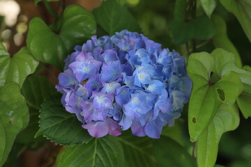 初夏の庭に咲くアジサイの青色の花