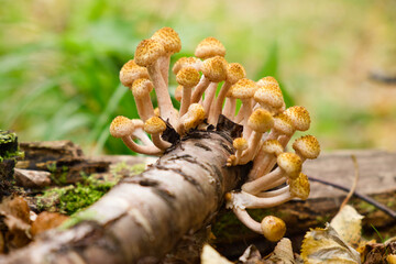 Group of honey agaric mushrooms grow on tree trunk in autumn forest. Wild edible mushrooms close-up.