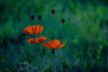 Poppy flowers in the green field