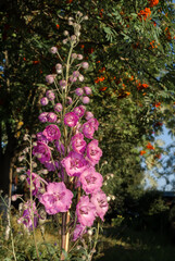 Candle Larkspur (Delphinium x elatum) in garden