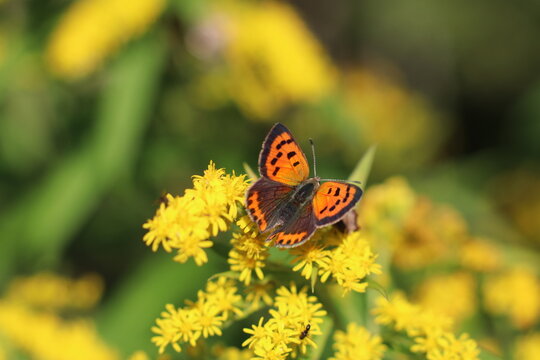 Tiger-colored butterfly on a fluffy yellow flower