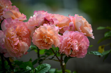 Fototapeta premium Pink rose bush