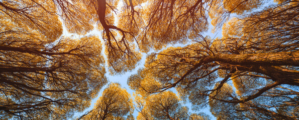 Atmospheric autumn landscape. A bottom-up view of the crowns of the branches of yellow autumn...