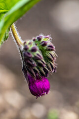 Symphytum officinale flower in field, close up shoot