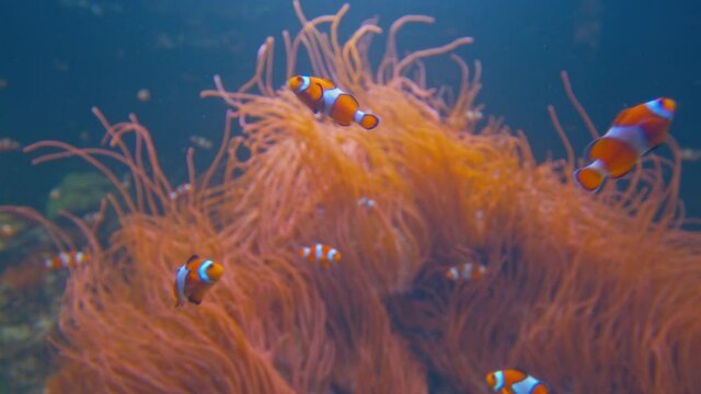 Colourful Pacific and Indian Oceans Common clownfish and macro algae Solieria spp in 4K. Beautiful Amphiprion ocellaris fish swimming in darkness in transparent waters.
