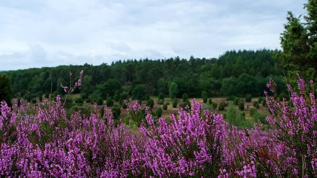 Blooming heathland flowers moving in the wind at luneburg heath.