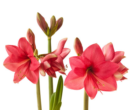 Bud  dark pink  Amaryllis (Hippeastrum)   "Adele"