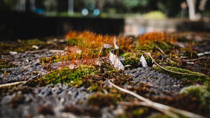 Moss on stone
