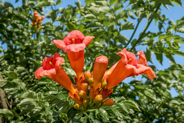 Fototapeta premium Trumpet Vine (Campsis radicans) in park, Republic of Dagestan, Russia