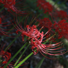 彼岸花　cluster amaryllis