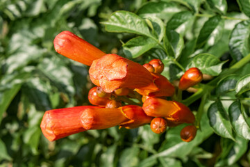 Trumpet Vine (Campsis radicans) in park, Republic of Dagestan, Russia