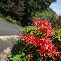 彼岸花　cluster amaryllis