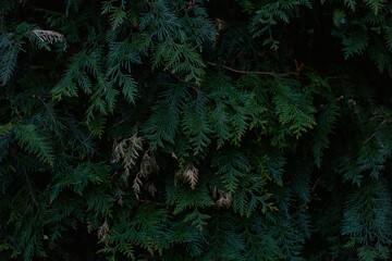 Close-up of a branch of an evergreen thuja plant. A bright green branch of a Christmas plant. Natural background without people.