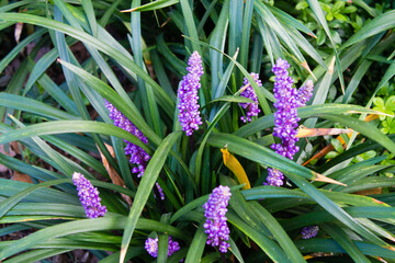 Beautiful liriope muscari or lily turf flowers in the garden - obrazy, fototapety, plakaty