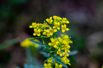 Rorippa amphibia flower in field