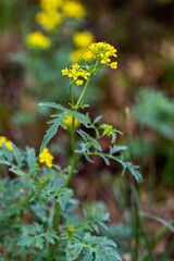 Rorippa amphibia flower growing in field