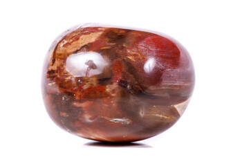 Macro mineral stone ground petrified tree on white background