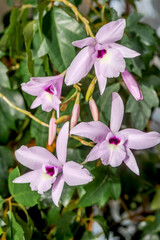 Rosy Tinted Laelia (Laelia rubescens) in forest, Nicaragua