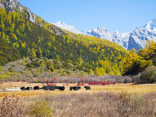 Yaks grazing in the meadow with colorful autumn leaves