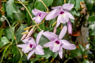 Rosy Tinted Laelia (Laelia rubescens) in forest, Nicaragua