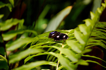 Butterflies in Australia.