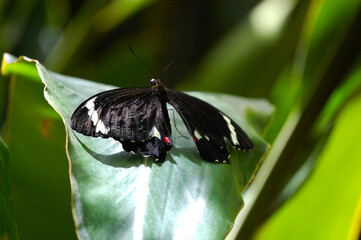 Butterflies in Australia.